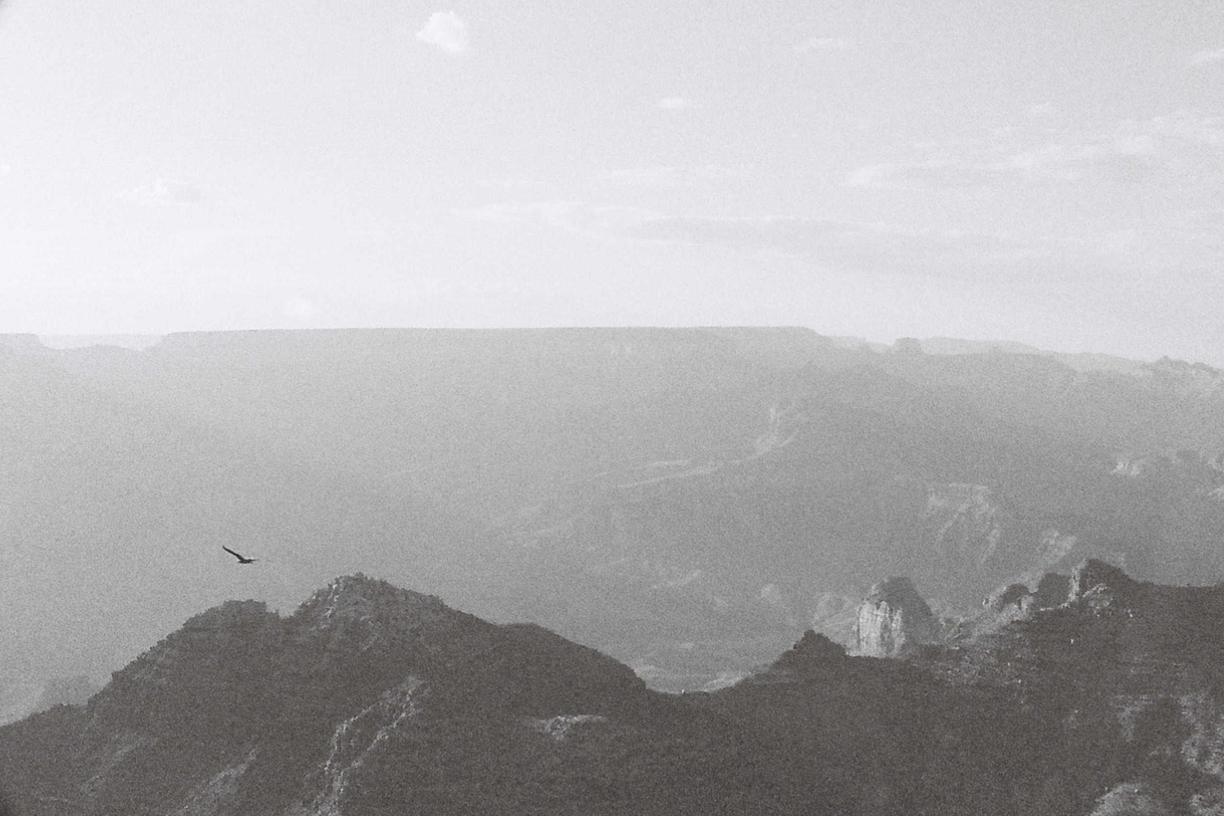 California condor over the Grand Canyon, 35mm black and white