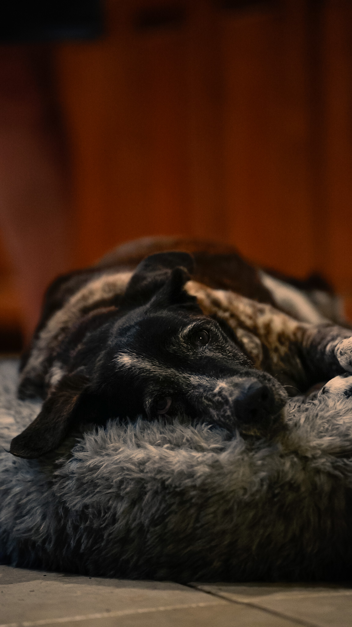 Senior dog resting on a fur bed