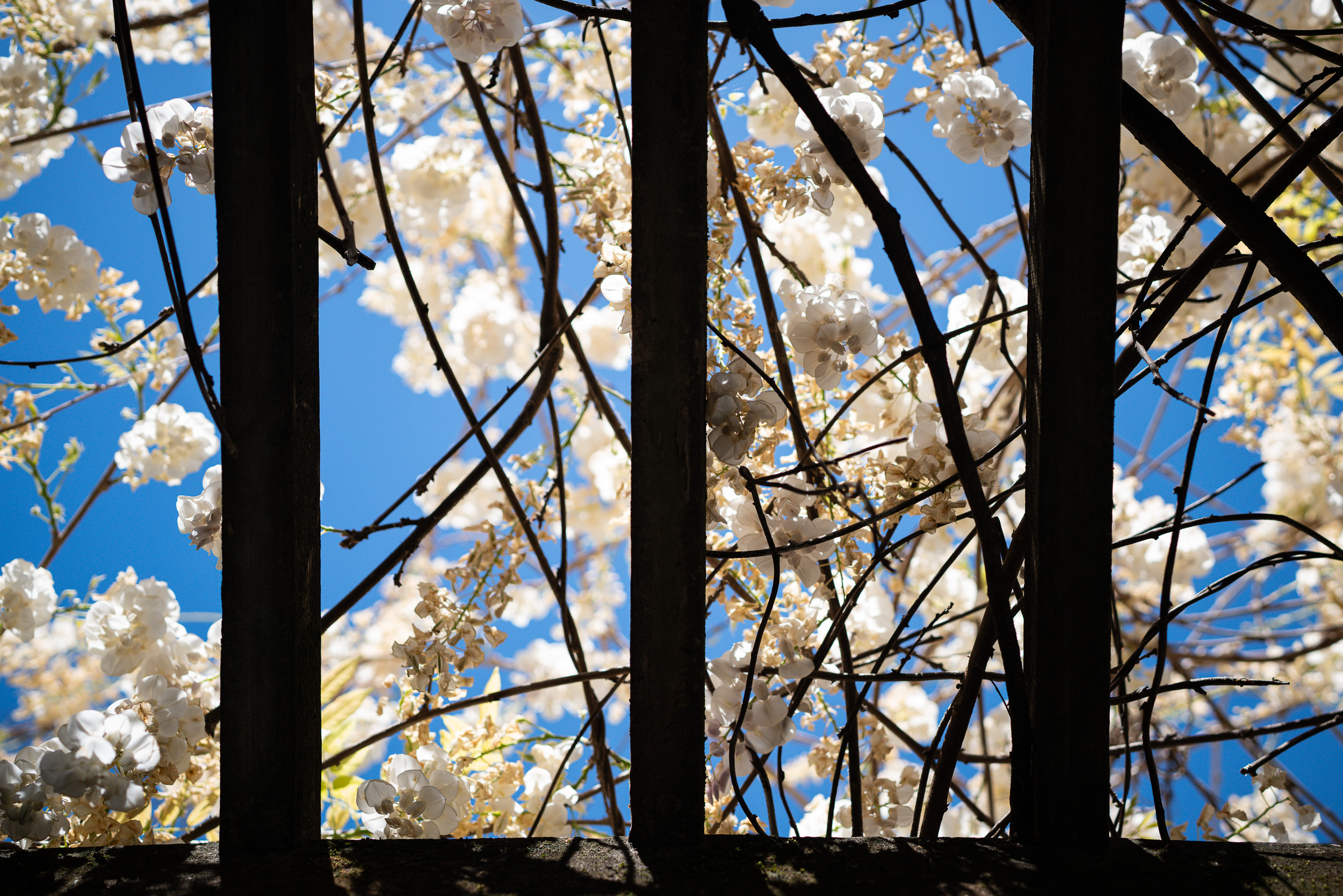 Blossoms through a dark trellis