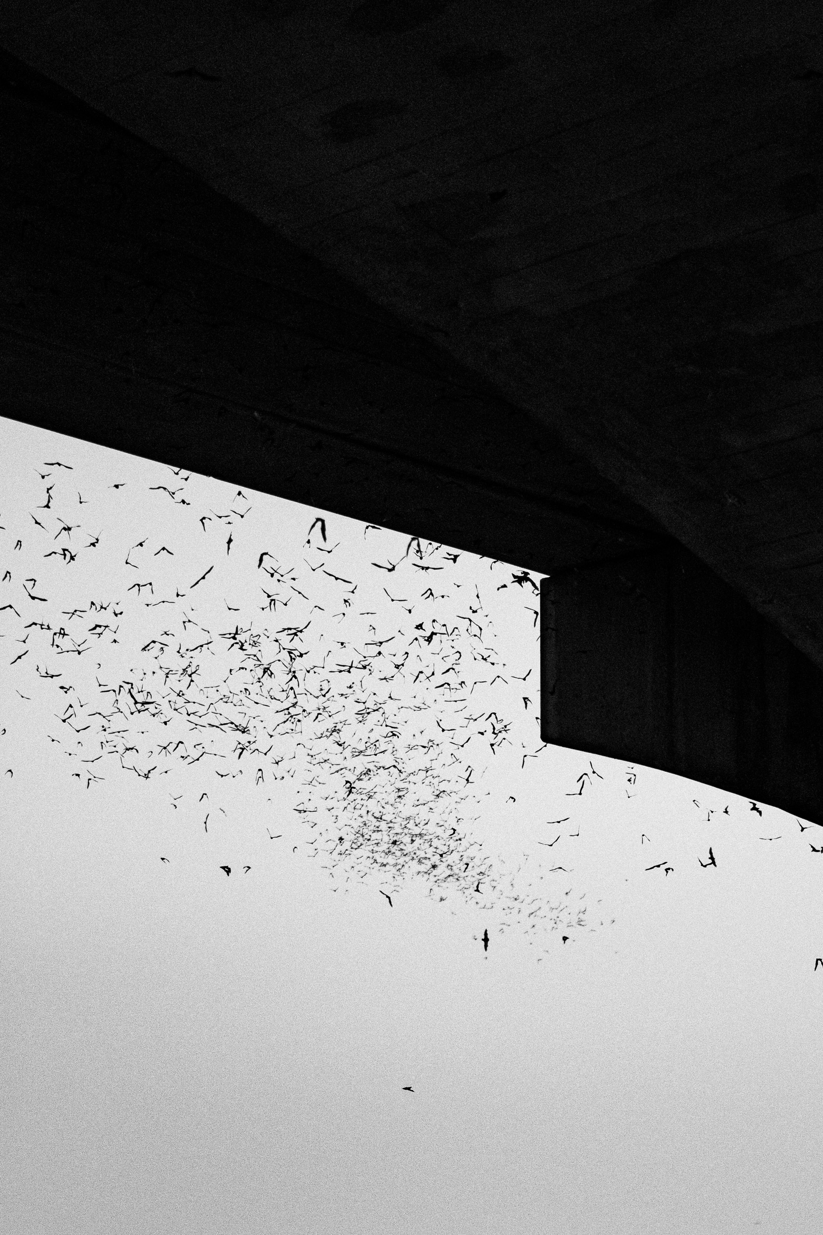Bats streaming out from under a bridge at dusk, Austin